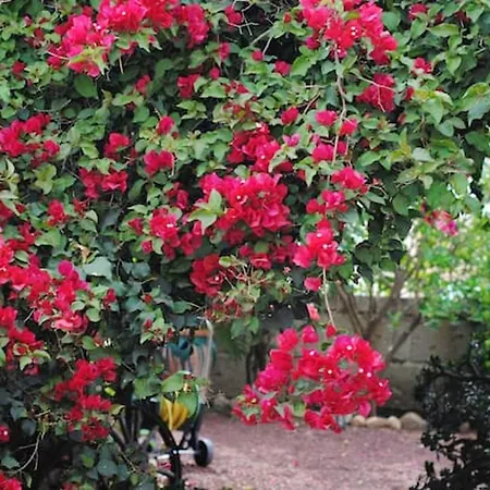 Cosy House In With Mountain View Feriehus *